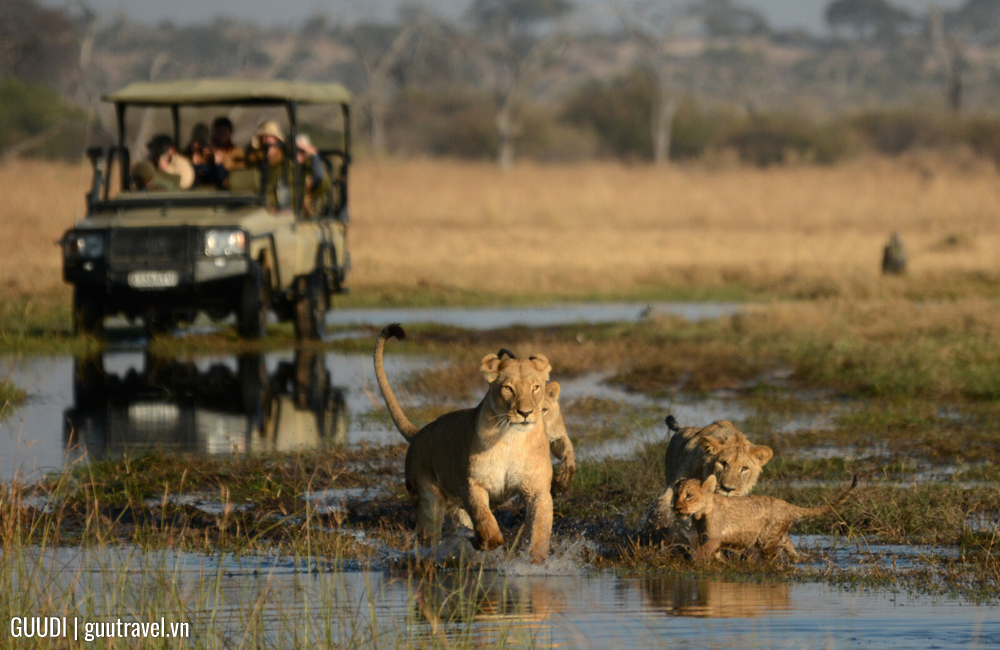 safari bằng xe chuyên dụng