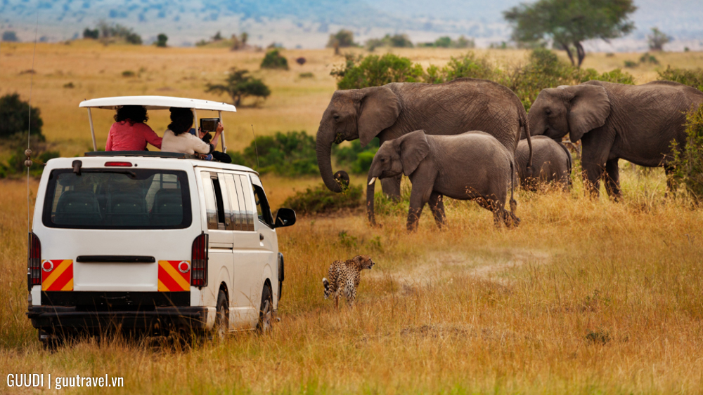 Safari buổi sáng