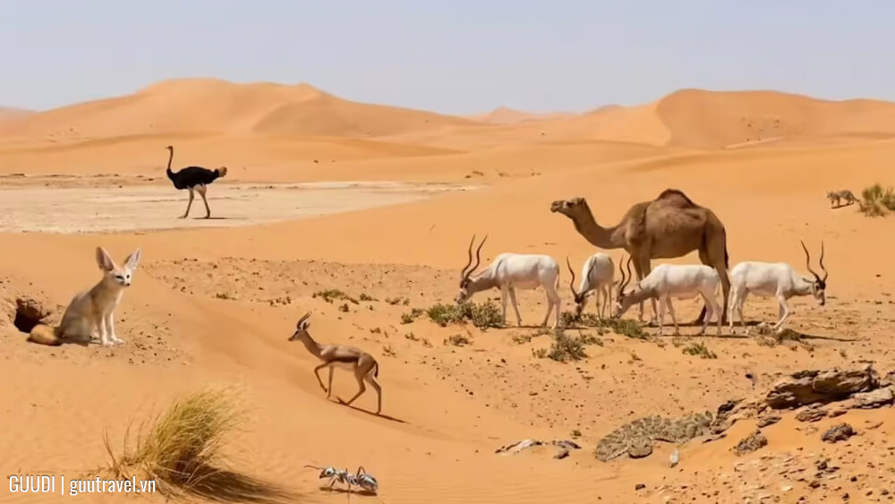 Động vật ở Sahara