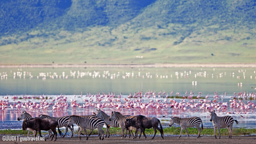Vườn quốc gia châu Phi Khu bảo tồn Ngorongoro (Tanzania)