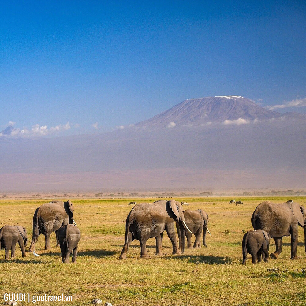 Vườn quốc gia Amboseli (Kenya)