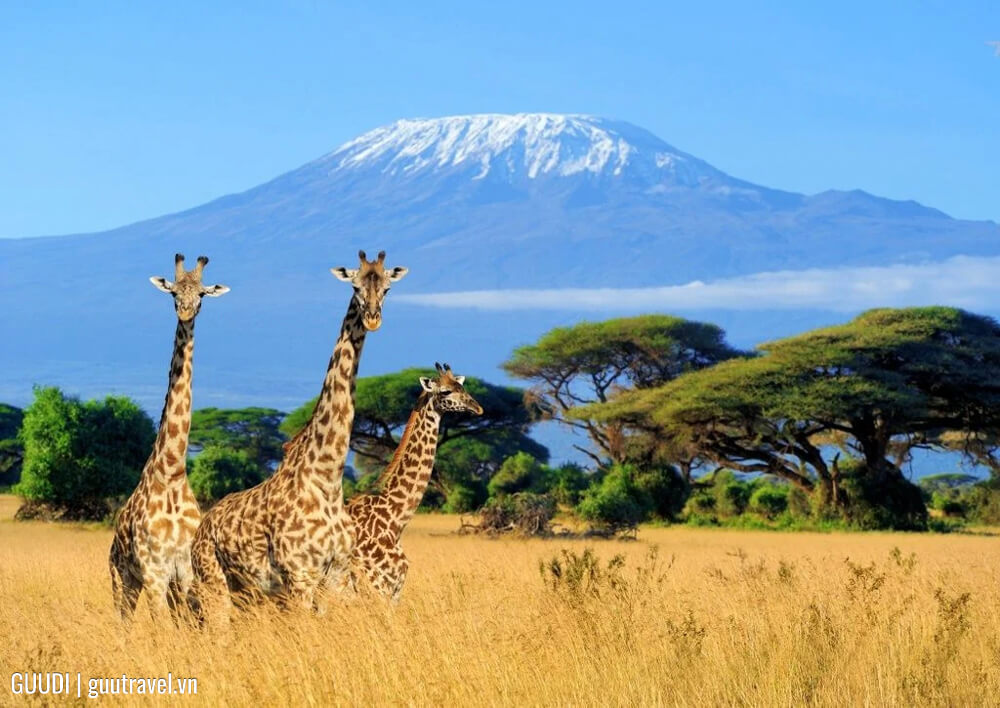 Vườn quốc gia châu Phi Kilimanjaro (Tanzania)