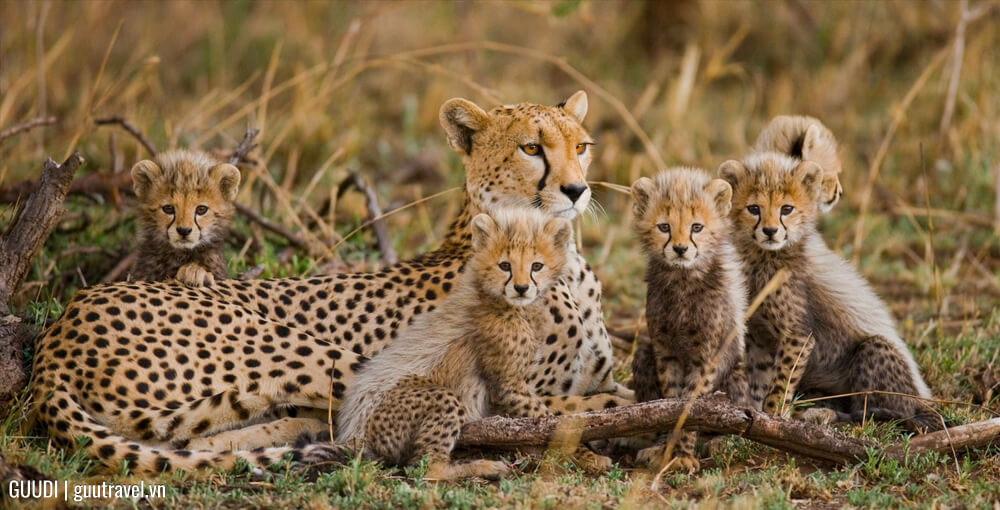 Đồng bằng Okavango & khu bảo tồn Moremi (Botswana)