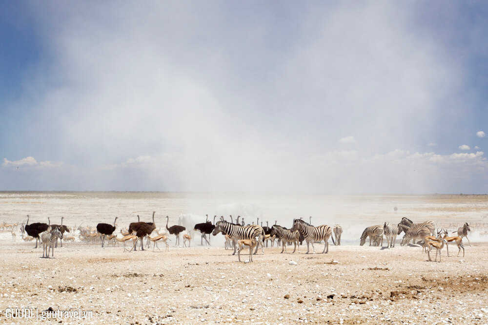 Vườn quốc gia Etosha (Namibia)