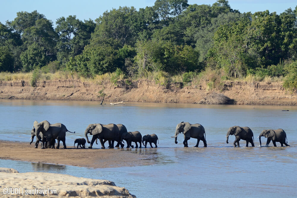 Vườn quốc gia South Luangwa (Zambia)
