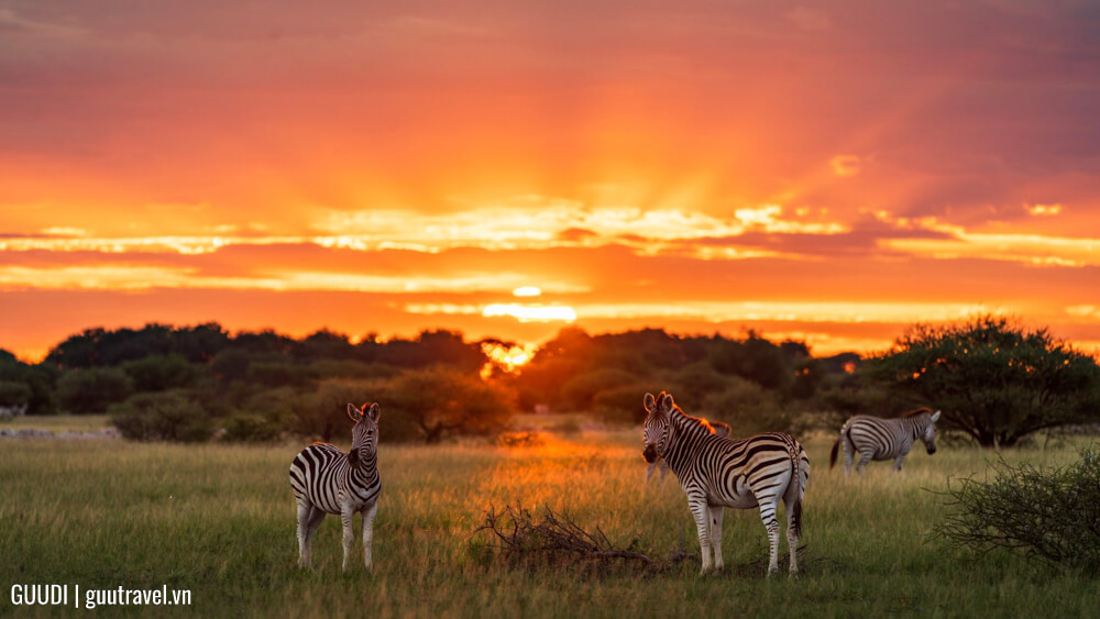 Kinh nghiệm du lịch botswana