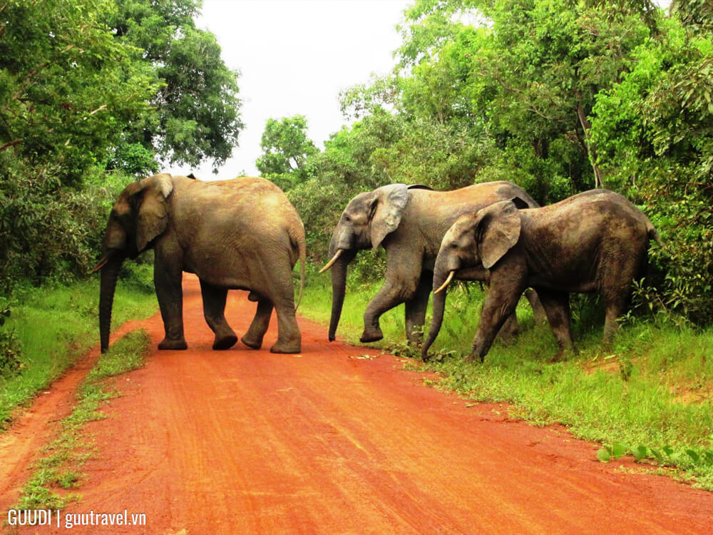 Vườn quốc gia Mole - safari Tây Phi