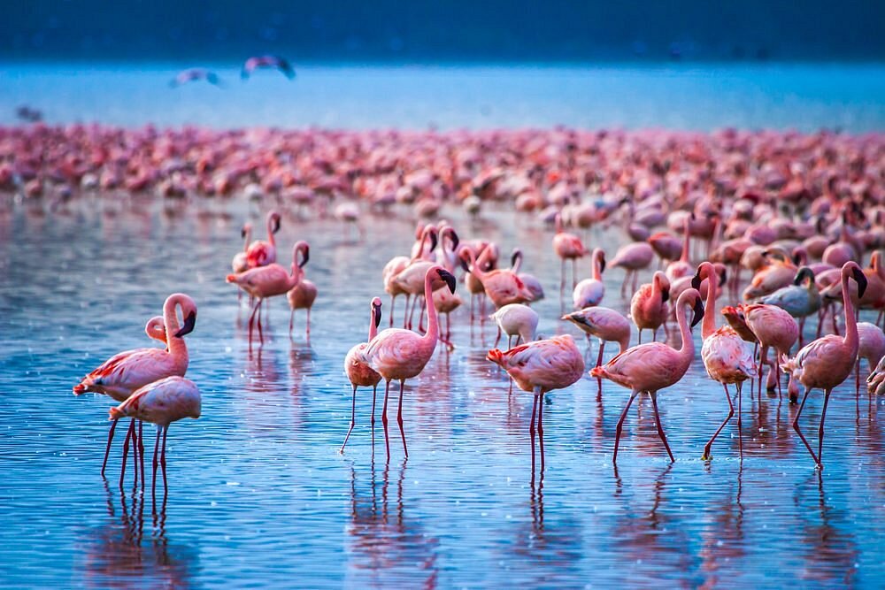 Hồ Nakuru