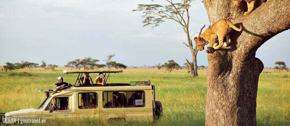 Safari ở Tanzania